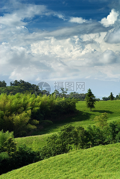 青竹绿草原风景树干日光天堂木头环境生长树木竹子公园图片