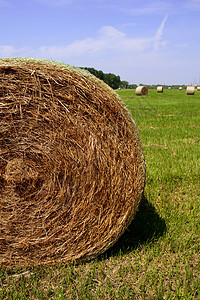 金草海巴勒斯在美国乡村地区圆圈粮食风景天空农场小麦草地草原收成生长图片