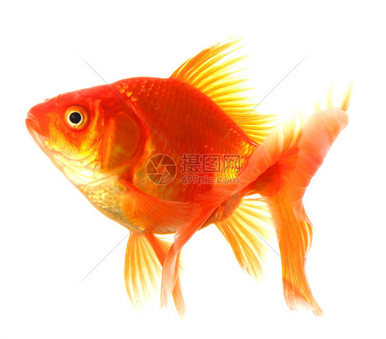 金金鱼动物白色生活温泉飞行水族馆金子宠物图片