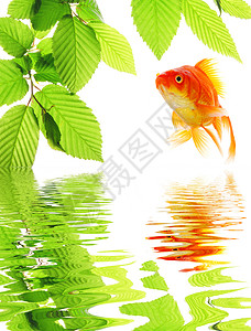 金金鱼反射环境生态卡片树叶波纹温泉草地晴天叶子图片