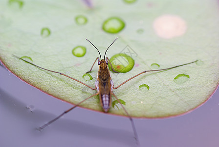 水位的倾斜度绿色植物翅膀宏观植物绿色动物昆虫野生动物反射蜘蛛图片