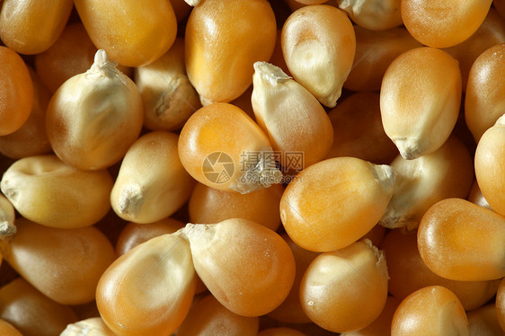 橙色干燥的大型玉米种子收成营养金子农场市场食谱杂货店烹饪食物饮食图片