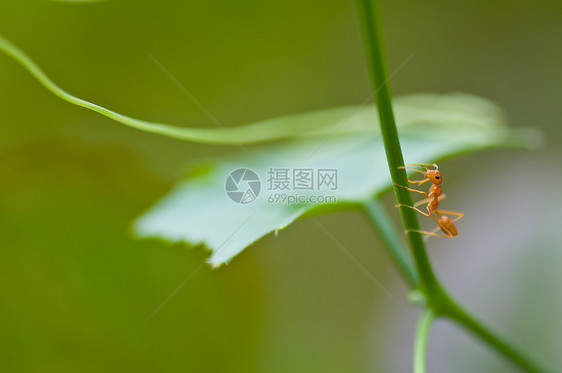 蚂蚁插图花园宏观害虫腰部白蚁漏洞旅行野生动物图片