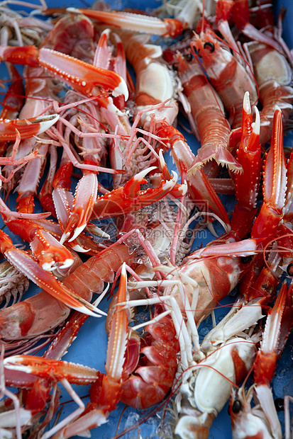 地中海甲壳类 诺韦吉克斯贝类海洋龙虾肾病美食饮食营养海鲜宏观钓鱼图片