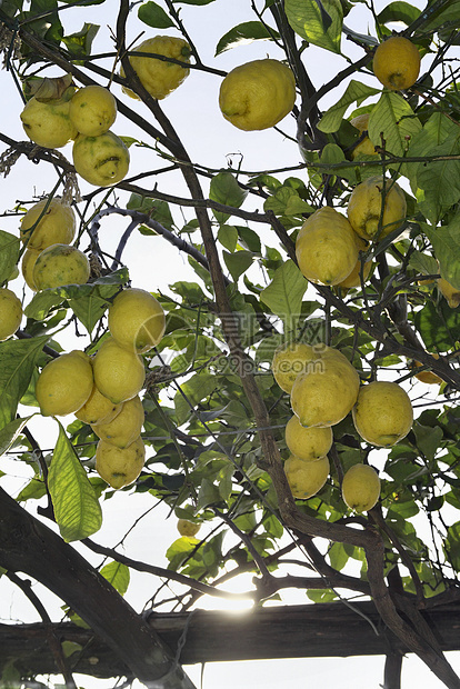 伊塔利 坎帕尼亚 伊施亚岛 地中海柠檬树果汁生产叶子植被农场橙子植物生长热带水果图片
