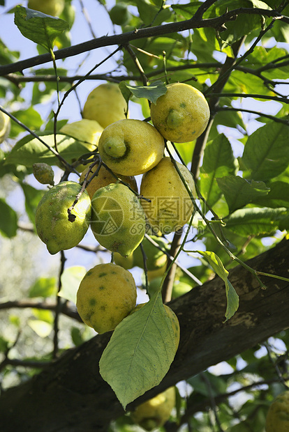 伊塔利 坎帕尼亚 伊施亚岛 地中海柠檬树农场水果生产植物柠檬热带太阳叶子果汁生长图片
