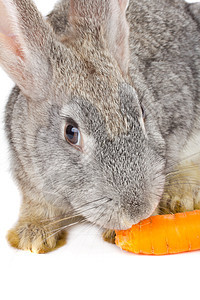 近身兔子吃胡萝卜背景图片