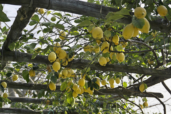 伊塔利 坎帕尼亚 伊施亚岛 地中海柠檬树叶子果汁生产柠檬太阳植物生长食物热带植被图片