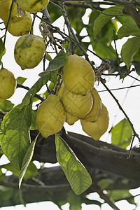 伊塔利 坎帕尼亚 伊施亚岛 地中海柠檬树生长橙子植被果汁太阳柠檬热带植物食物水果图片