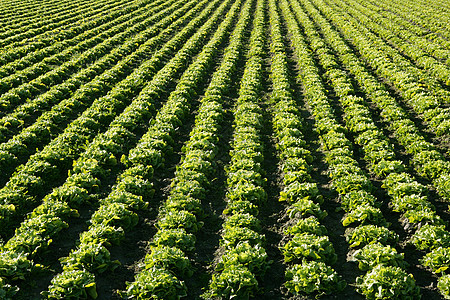 西班牙的生菜田 绿色植物视角饮食生长蔬菜土壤收成植物食物叶子莴苣长叶图片