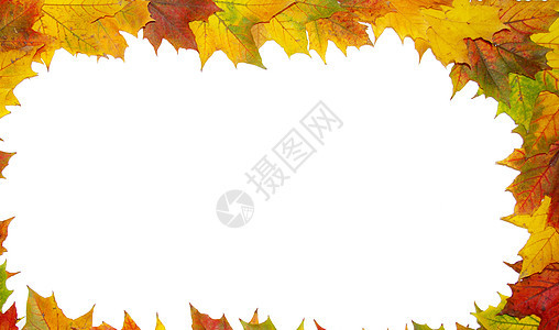 秋季假期圆形植物群框架背光花园白色棕色艺术宏观绿色图片