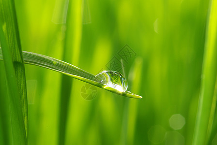 草地上滴水雨滴植物液体宏观花园树叶绿色草本植物生长图片