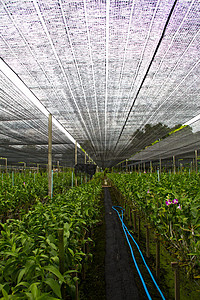 兰花农场花束蓝色植物学绘画风格紫色装饰女士植物群温泉图片