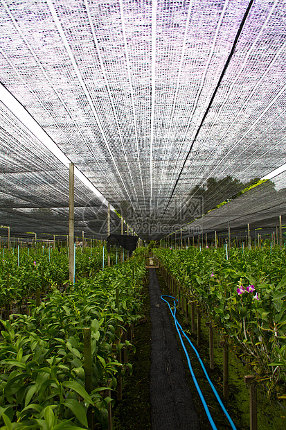 兰花农场花束蓝色植物学绘画风格紫色装饰女士植物群温泉图片