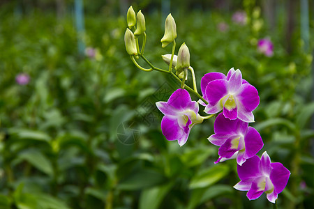 兰花礼物热带紫色植物群花束风格装饰宏观温泉农场图片