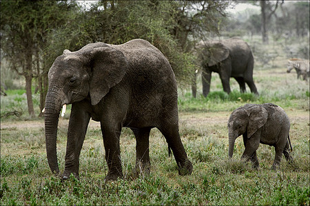 非洲布什大象家族的家族图片