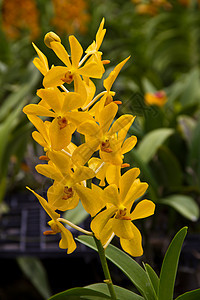 兰花花束植物群叶子热带植物学植物紫色风格农场礼物图片