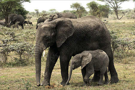 小象和妈妈——一头象牛图片