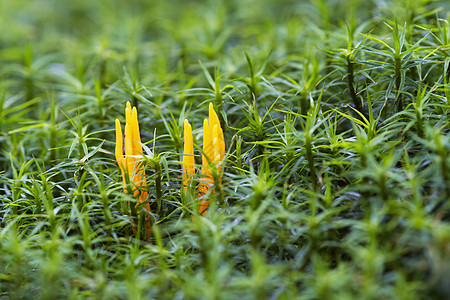 黄黄珊瑚蘑菇俱乐部宏观菜花真菌植物淡水珊瑚蘑菇童话海绵图片