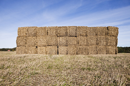 海斯达克的巴勒功能天空田园风光庄稼食物寂寞小麦爬坡蓝色图片