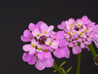 糖果图夫植物雄蕊花瓣花园粉色寝具紫色背景图片