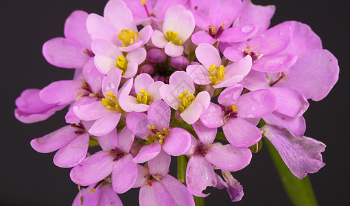 糖果图夫花园植物雄蕊寝具紫色花瓣粉色图片