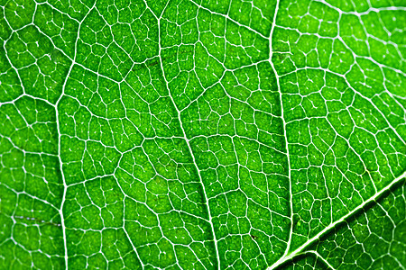 紧贴着绿绿叶环境季节静脉光合作用美丽线条照片宏观植物生长图片