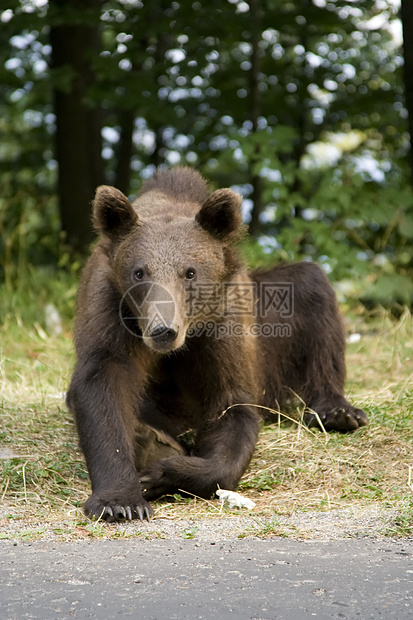 年轻的野熊坐在草地上力量野生动物毛皮危险主题哺乳动物野外动物森林爪子动物图片