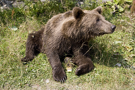 野熊在水中冷却哺乳动物毛皮野生动物森林力量主题动物危险棕熊对抗图片