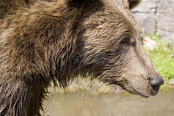 野熊在水中冷却动物野生动物野外动物棕熊主题绿色棕色毛皮哺乳动物图片