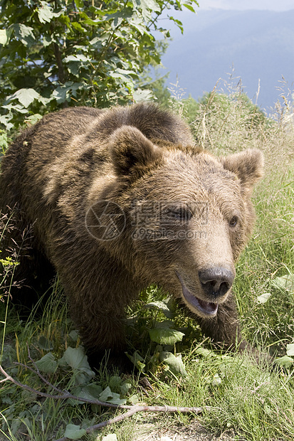森林中的野熊森林野生动物哺乳动物动物主题棕熊棕色绿色野外动物毛皮图片