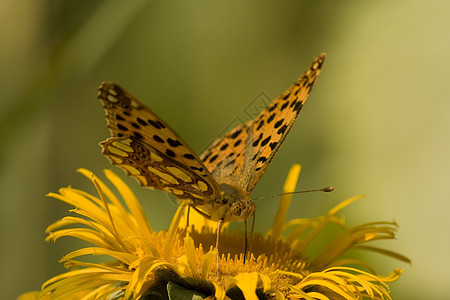 在黄花上喂养蝴蝶植物花瓣宏观绿色野生动物脆弱性鳞翅目花粉天线萼片图片