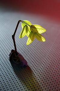 种植绿色植物芽图片