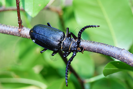 甲虫龟子昆虫黑色金黑色宏观背景图片