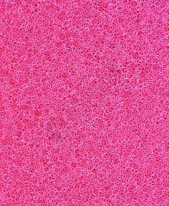 红海绵孔细孔图片