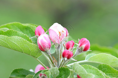 苹果树花白色花园紫色粉色图片