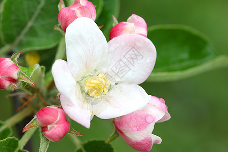 苹果树花白色粉色紫色花园图片