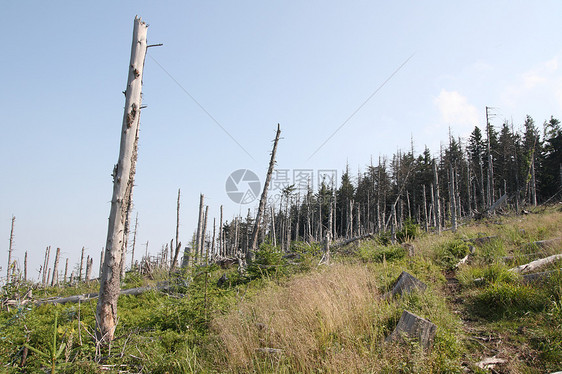 枯木森林木头树木植物全球生态环境图片