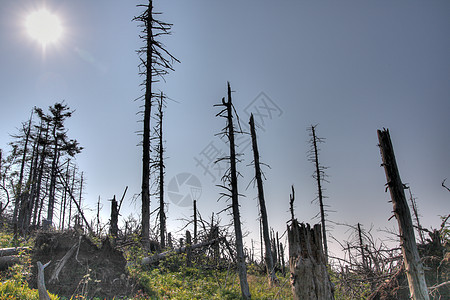 枯木森林生态树木植物环境全球木头图片