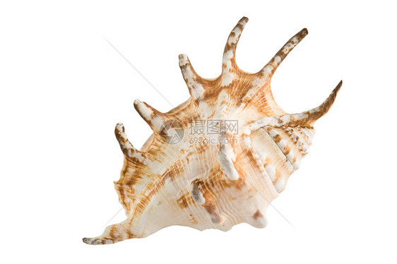 白色的海壳被孤立贝类野生动物生物学海洋贝壳水平热带图片