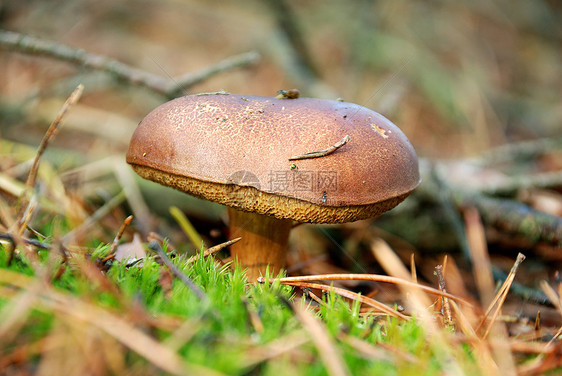 野蘑菇植物菌类森林棕色图片