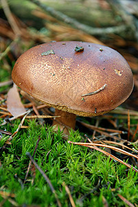 野蘑菇菌类棕色森林植物图片