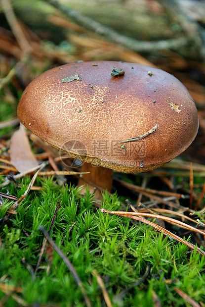 野蘑菇菌类棕色森林植物图片