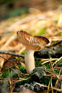 中毒蘑菇地面菌类森林环境致命植物活性精神危险图片