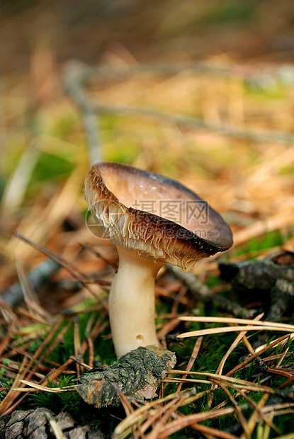 中毒蘑菇精神致命危险环境植物菌类地面活性森林图片