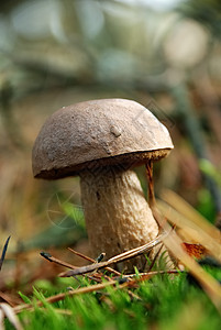野蘑菇菌类棕色植物森林图片