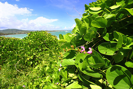 海滩  圣卢西亚植被树叶红树叶子绿色热带假期海滨海岸线天堂图片