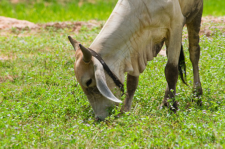 亚洲公牛在一个带花的田里撒草背景图片