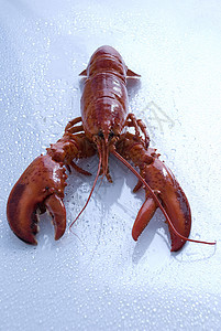 龙虾食物红色活力美食家海鲜海洋背景图片