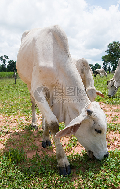 亚洲牛草图片